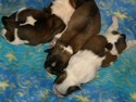 cuccioli nati il 15 feb. 2011, da Phoenix e Kaline